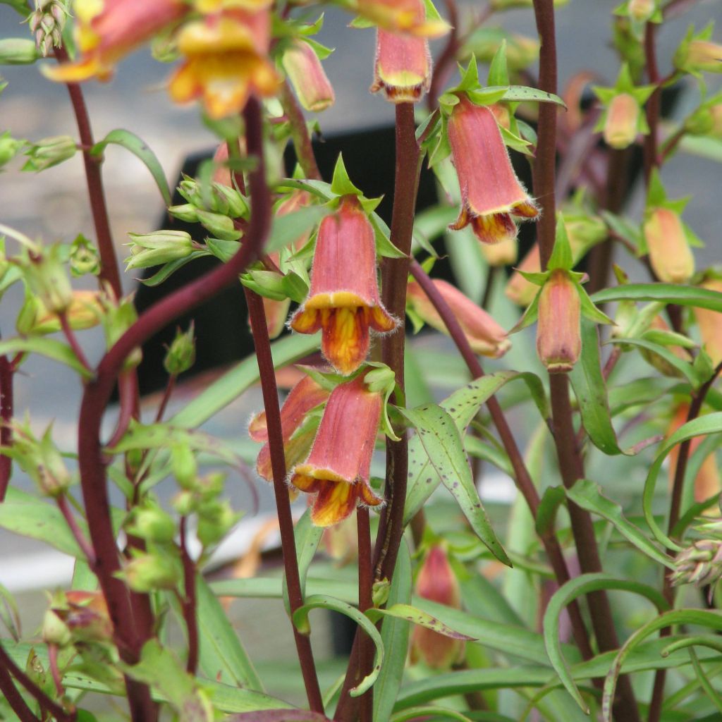 Digitalis obscura - Foxglove
