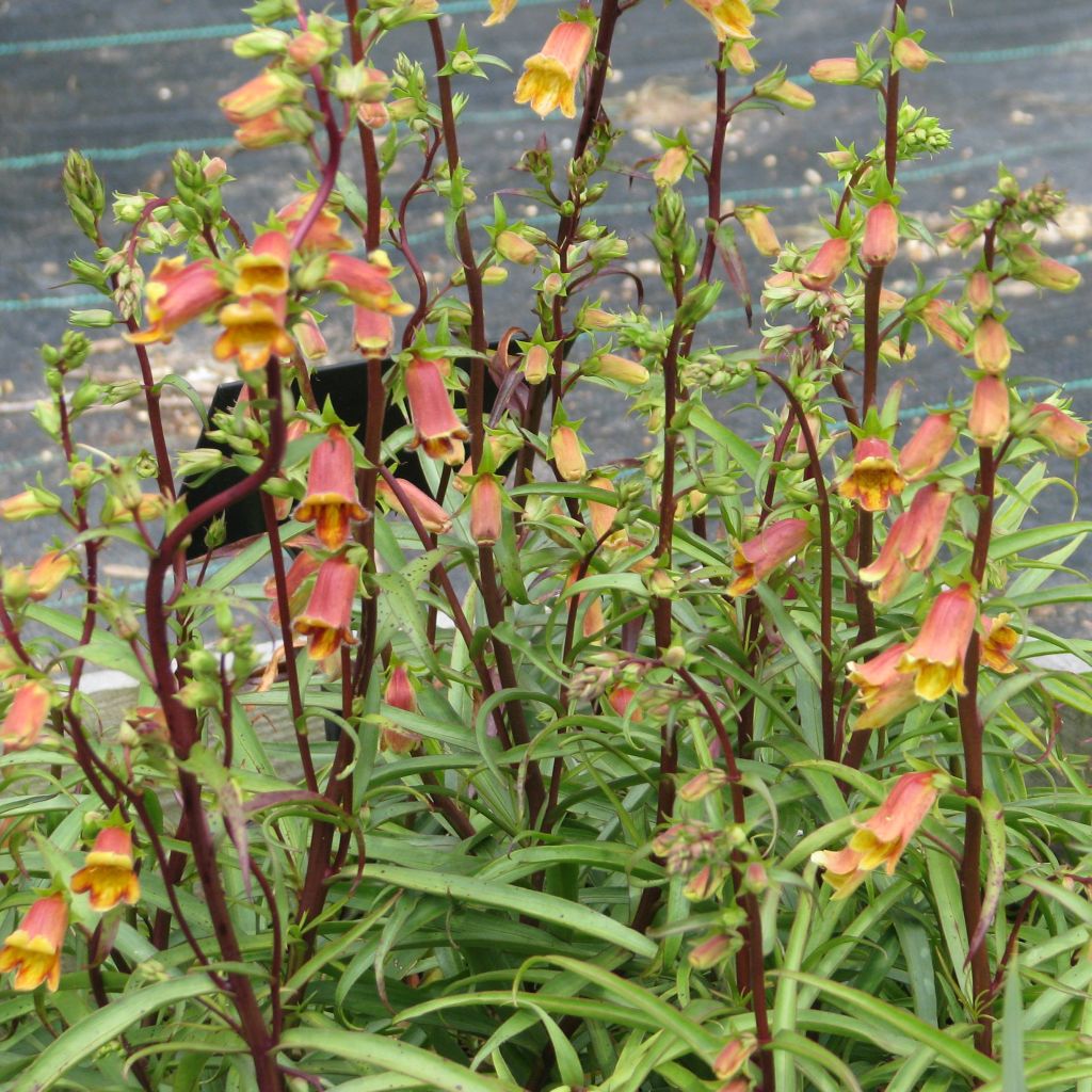 Digitalis obscura - Foxglove