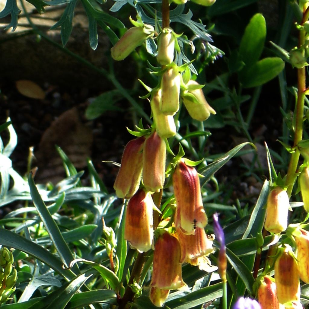 Digitalis obscura - Foxglove