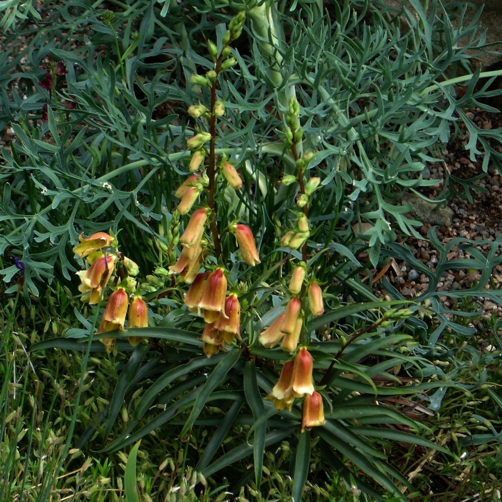 Digitalis obscura - Foxglove