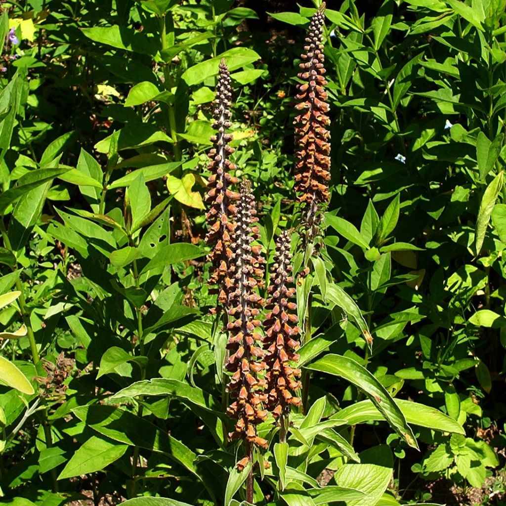 Digitalis parviflora - Foxglove