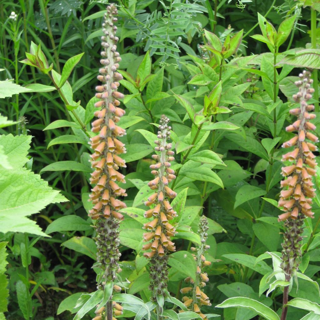 Digitalis parviflora - Foxglove