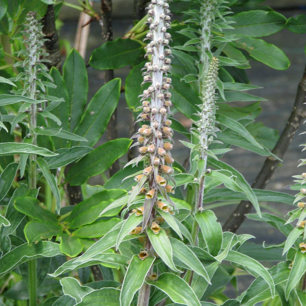 Digitalis parviflora - Foxglove
