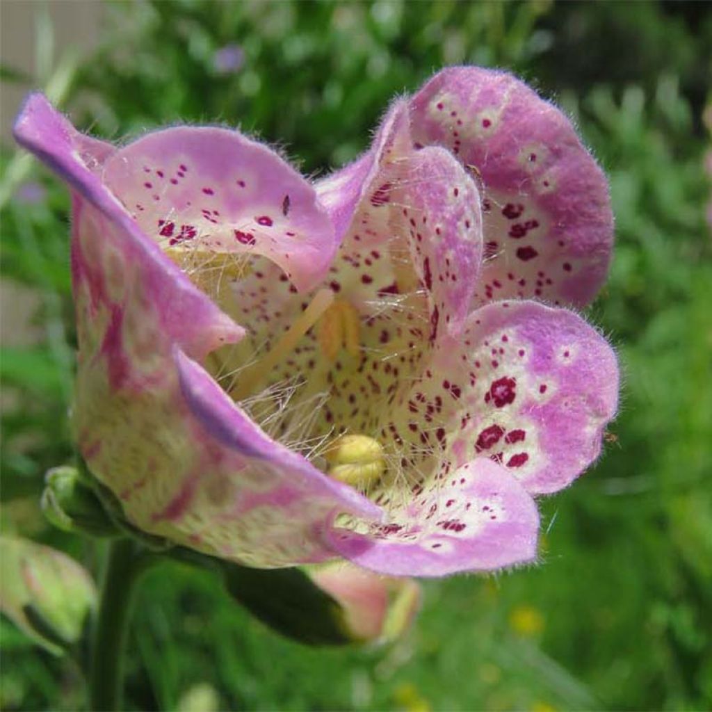 Digitalis purpurea Monstrosa - Foxglove