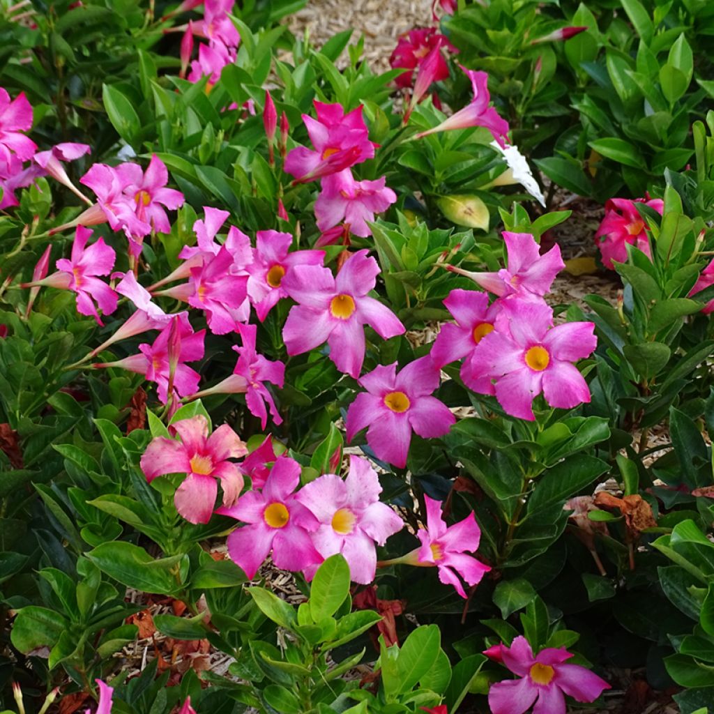 Dipladenia x hybrida Bella Pink