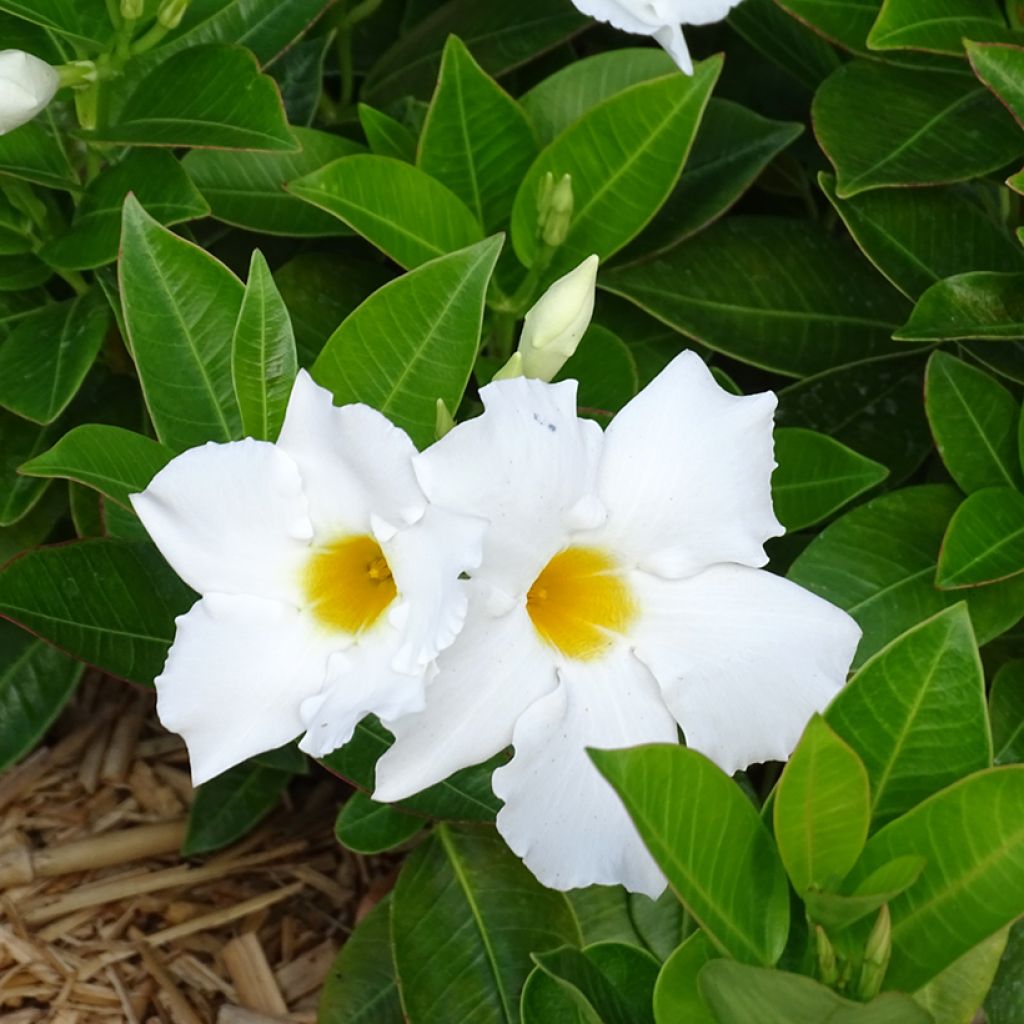 Dipladenia x sanderi Bella White