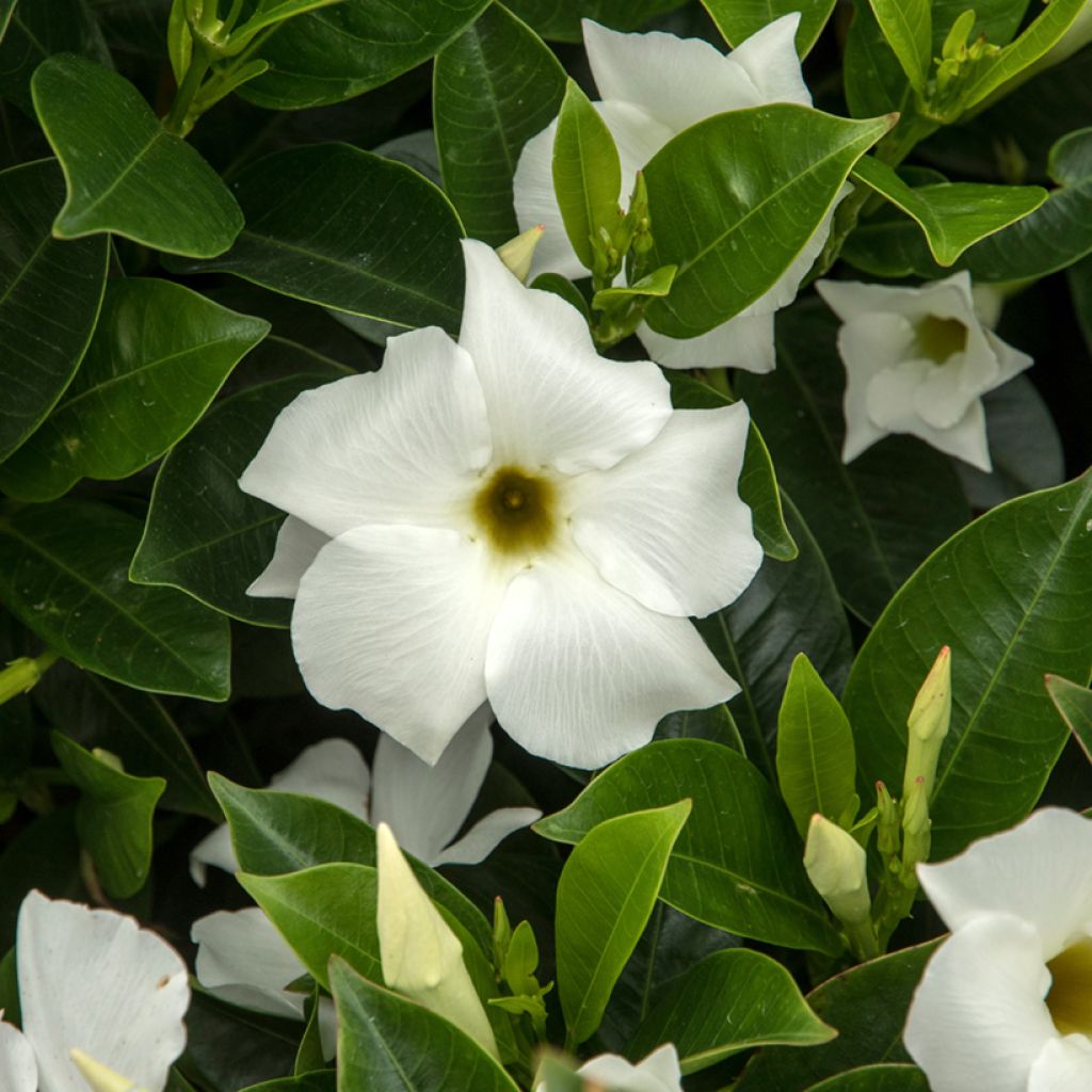Dipladenia x sanderi Bella White