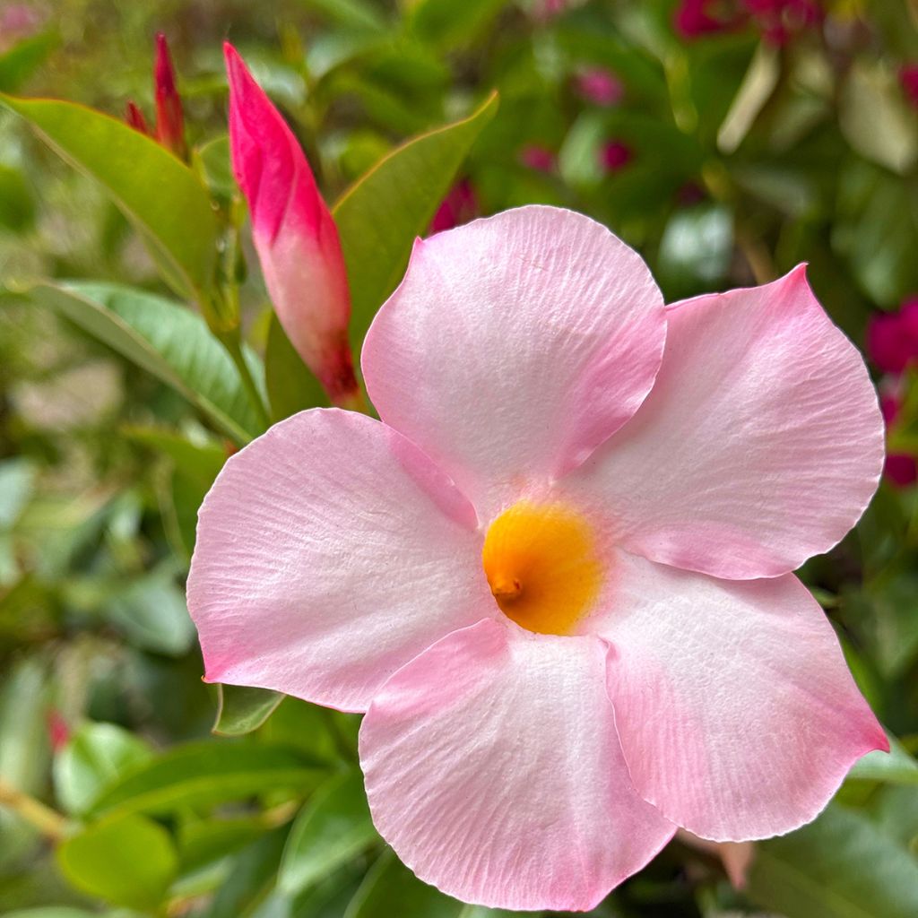 Mandevilla sanderi Diamantina Tourmaline Pink