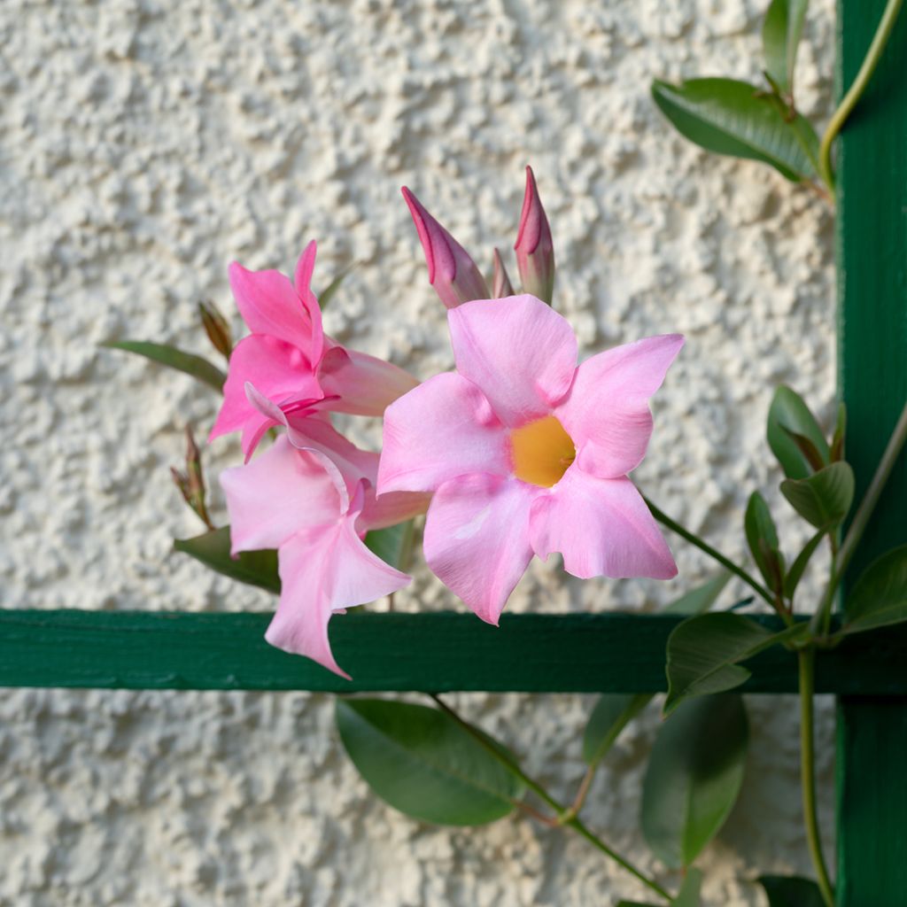 Mandevilla sanderi Diamantina Tourmaline Pink