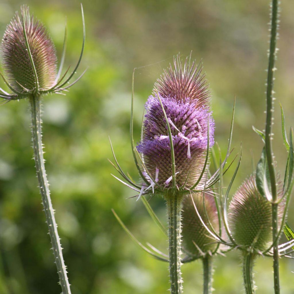 Dipsacus fullonum - Wild Teasel