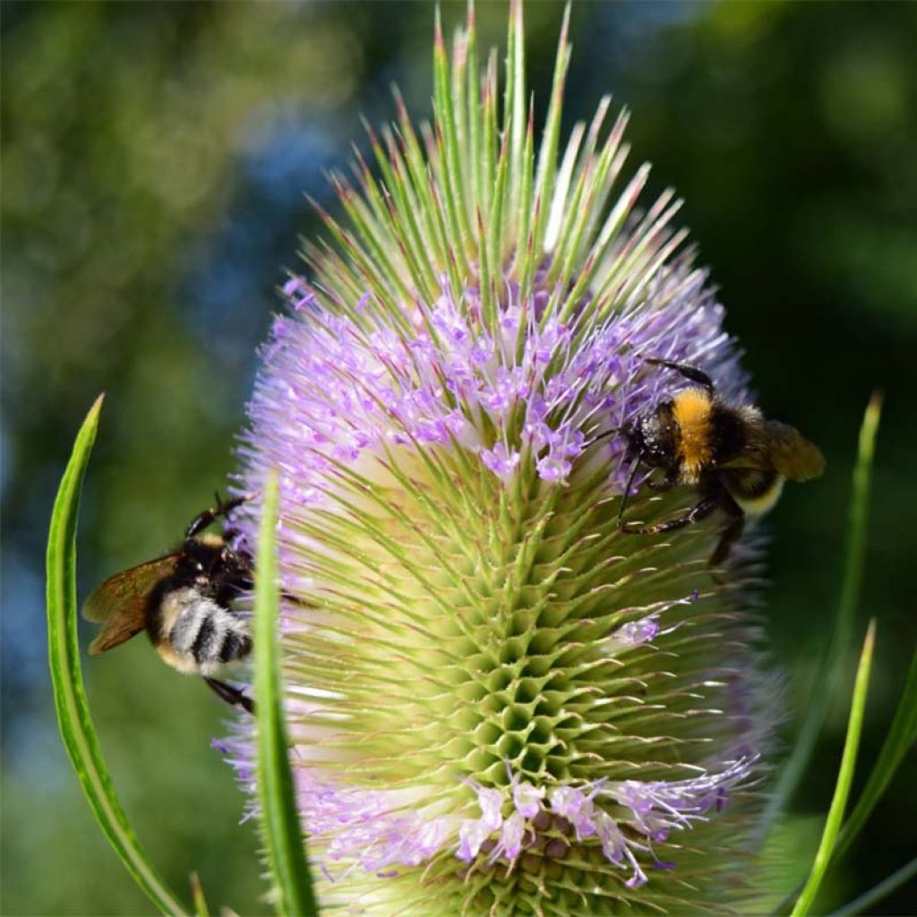 Dipsacus fullonum - Wild Teasel