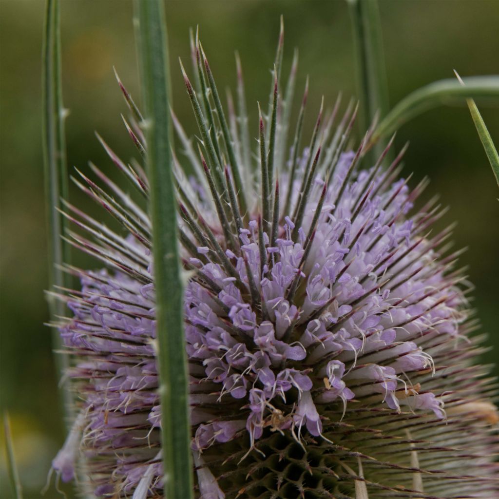 Dipsacus fullonum - Wild Teasel