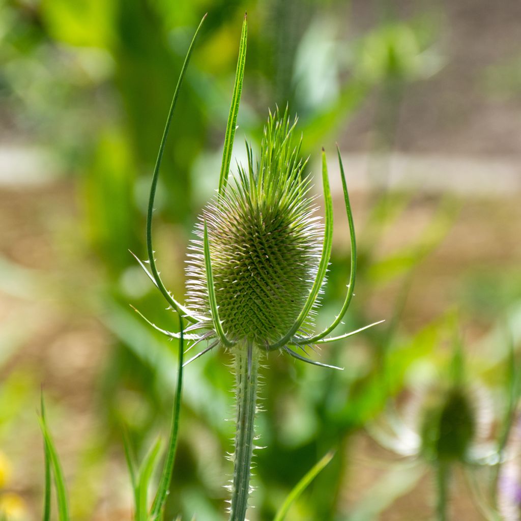 Dipsacus fullonum - Wild Teasel seeds