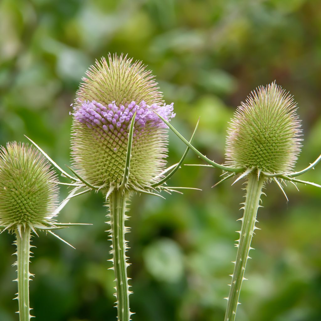 Dipsacus fullonum - Wild Teasel seeds