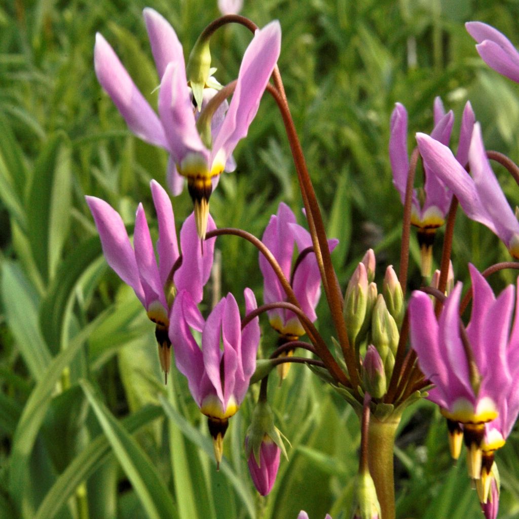 Dodecatheon meadia