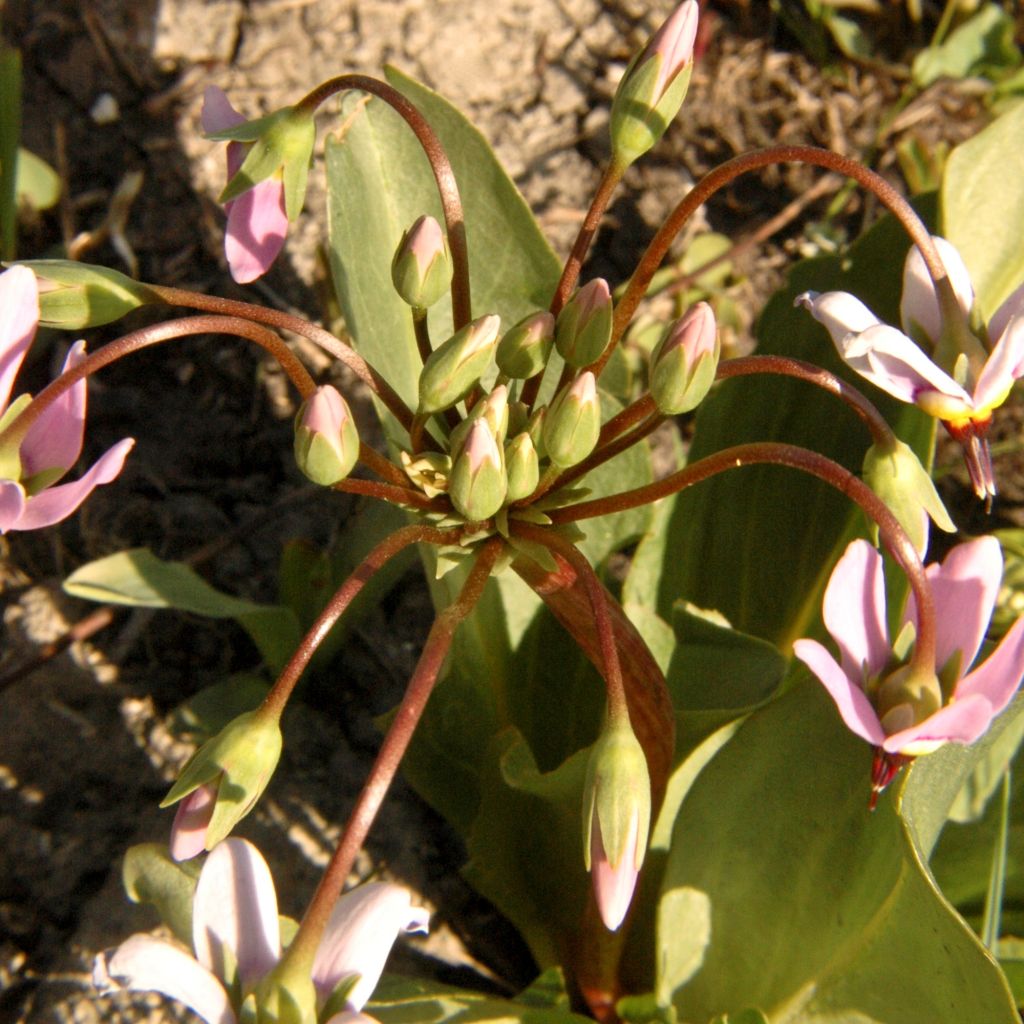 Dodecatheon meadia