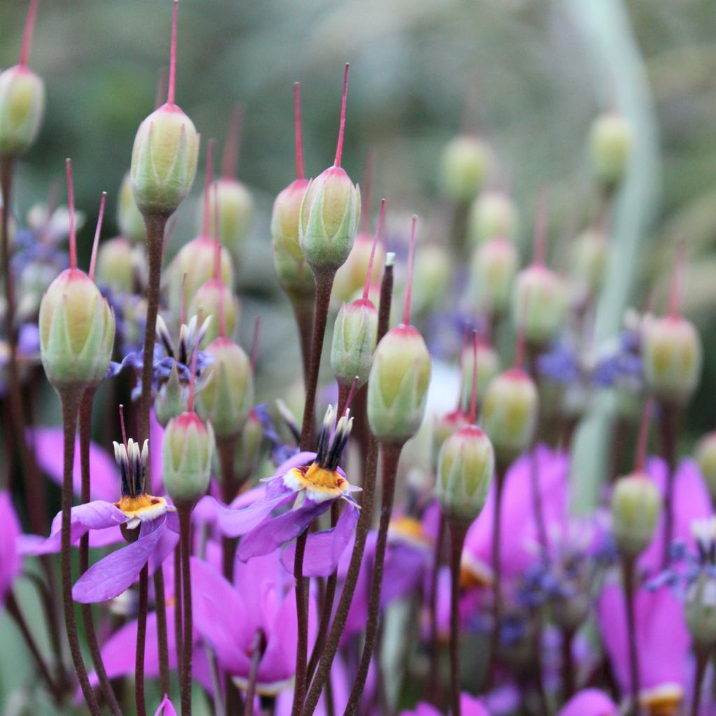 Dodecatheon meadia