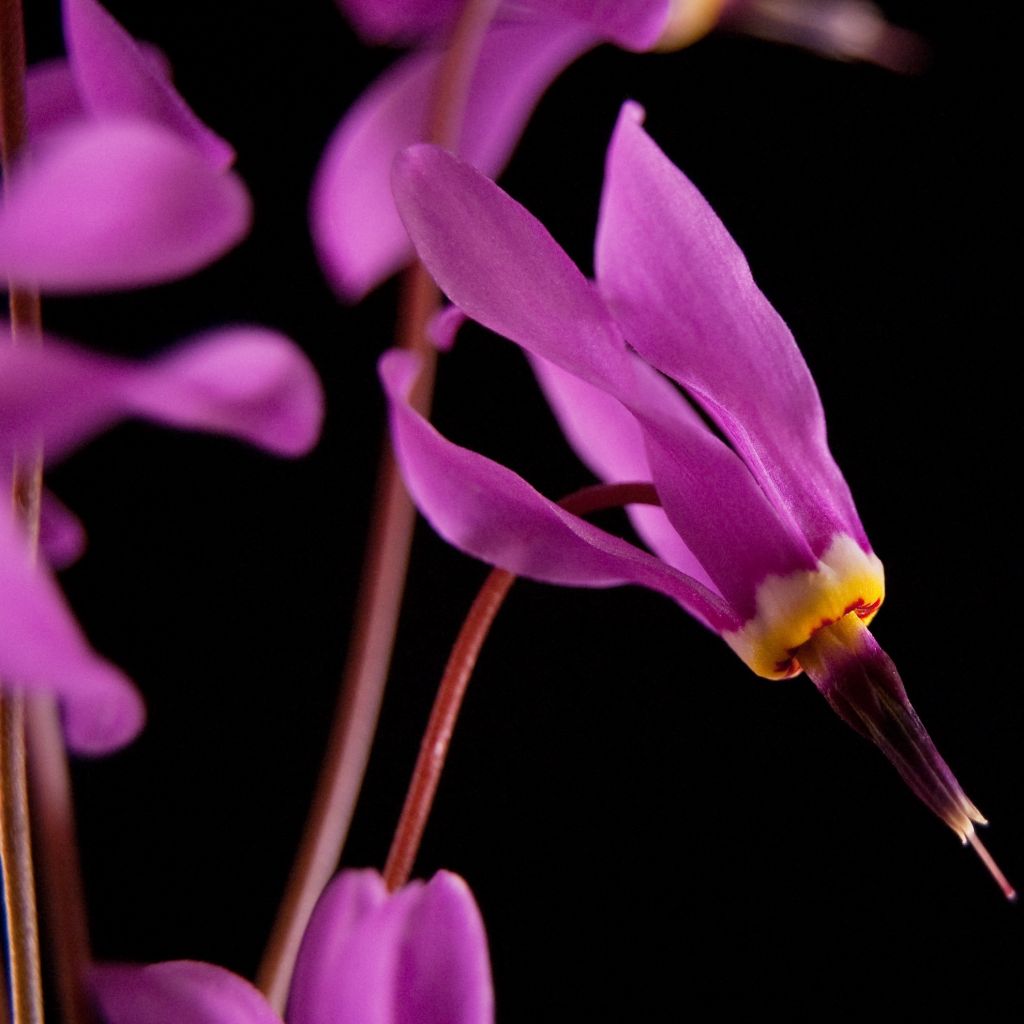 Dodecatheon pulchellum subsp. pulchellum Red Wings