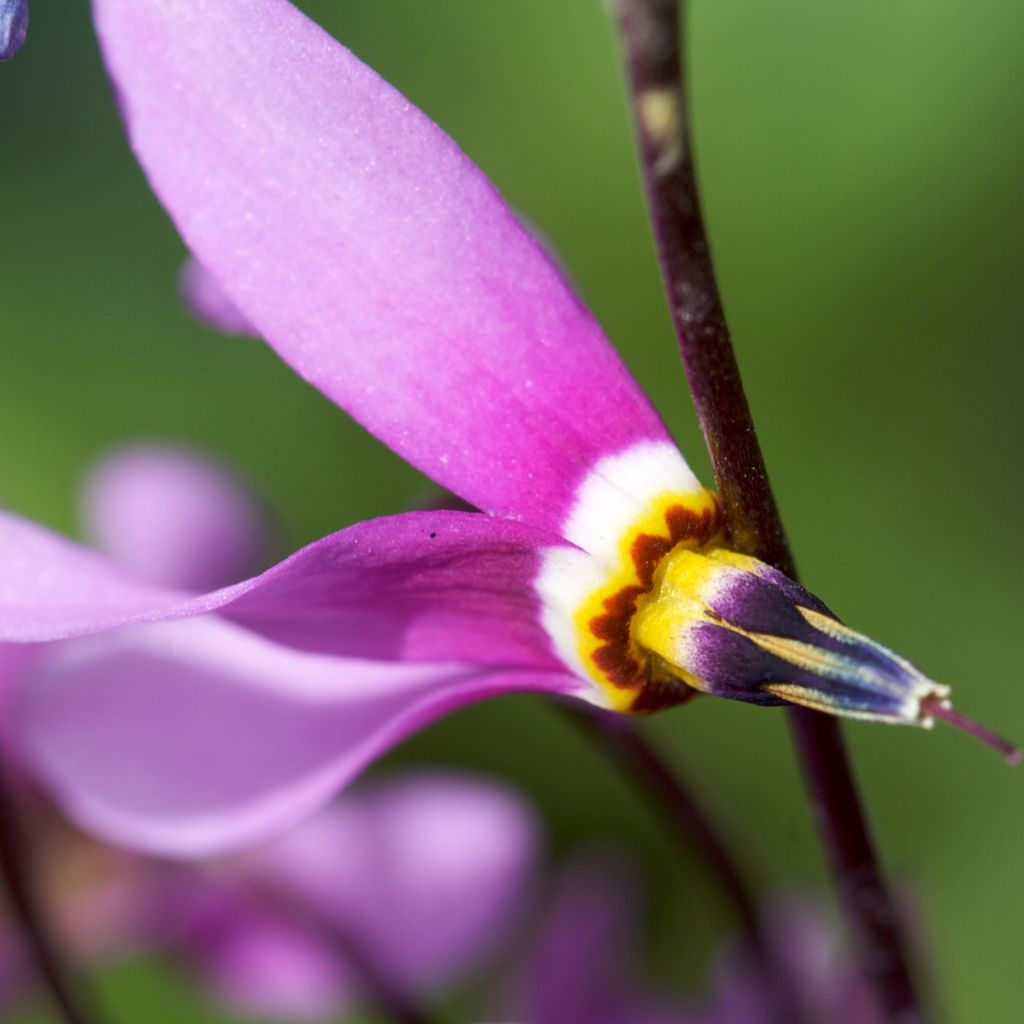 Dodecatheon pulchellum subsp. pulchellum Red Wings