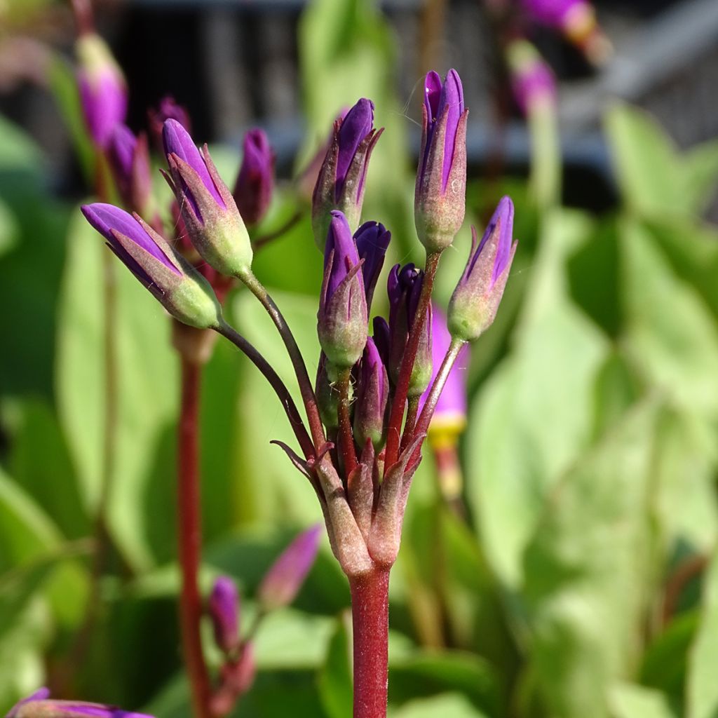 Dodecatheon pulchellum subsp. pulchellum Red Wings