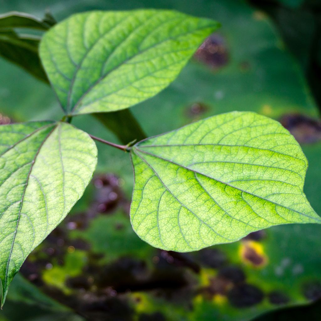 Dolichos lablab Seeds - Hyacinth Beans