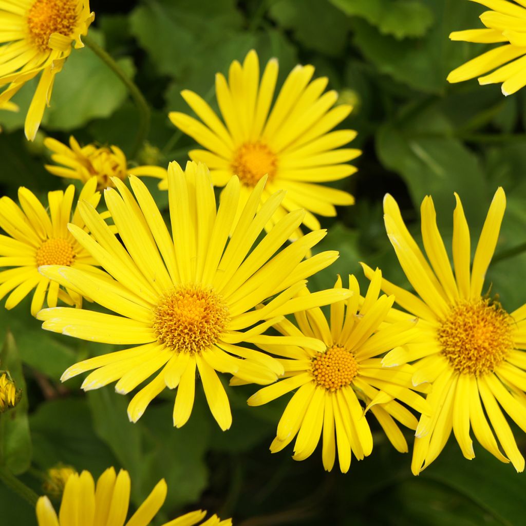 Doronicum orientale Magnificum