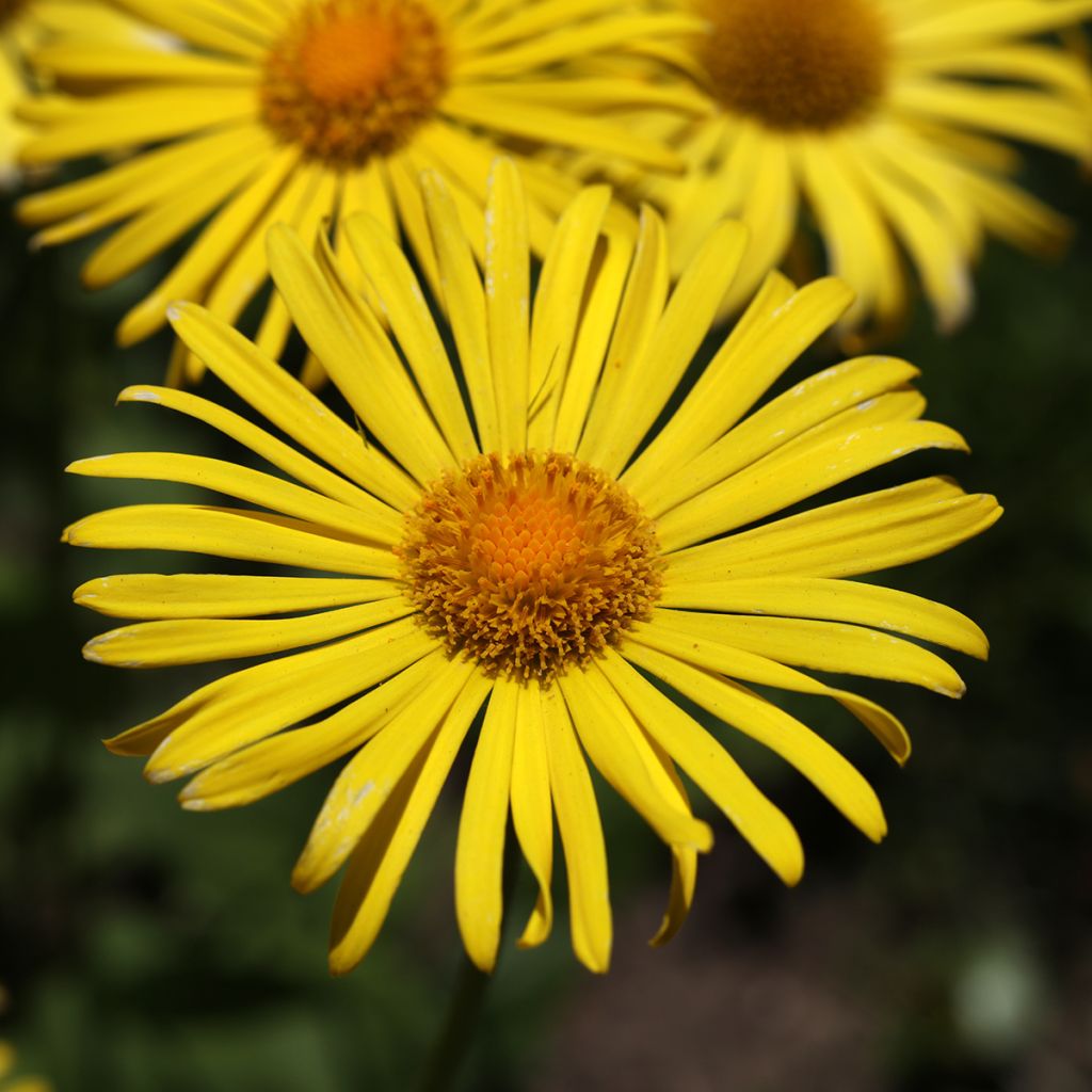 Doronicum orientale Magnificum