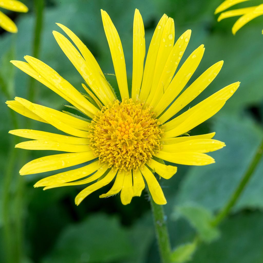 Doronicum orientale Magnificum