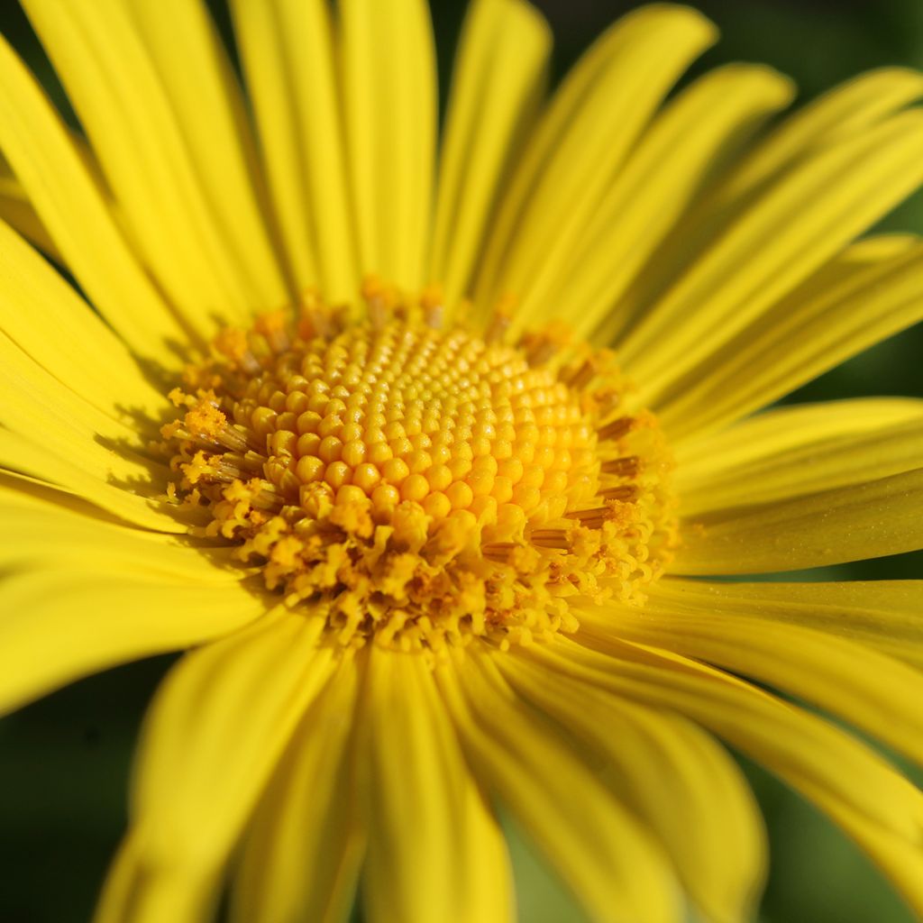 Doronicum orientale Magnificum