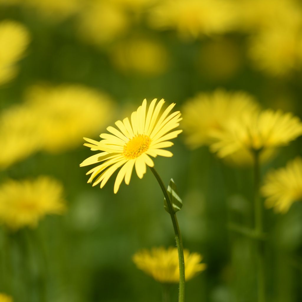 Doronicum pardalianches