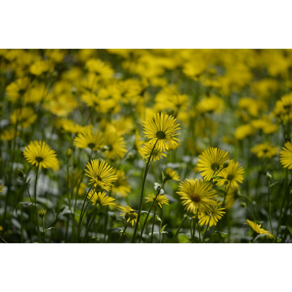 Doronicum pardalianches