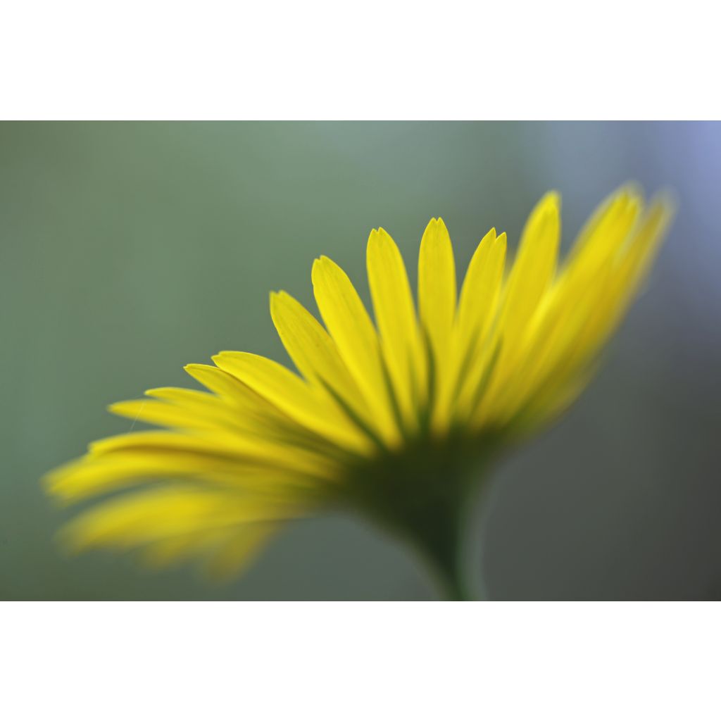Doronicum pardalianches