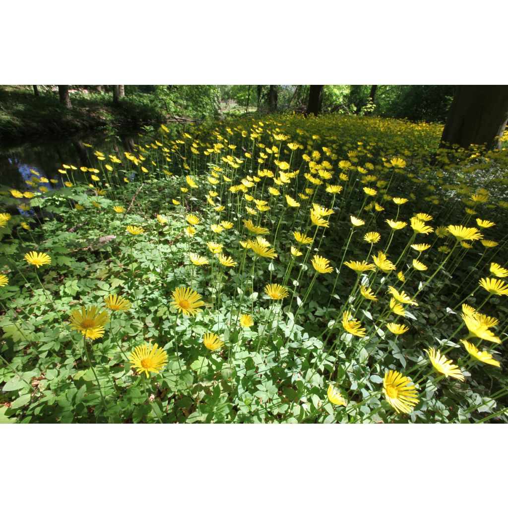 Doronicum pardalianches