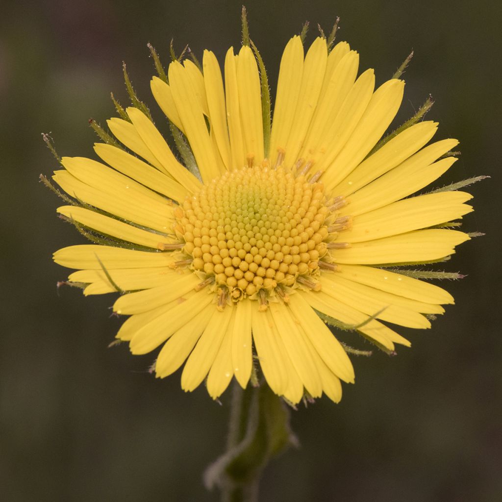 Doronicum plantagineum Excelsum