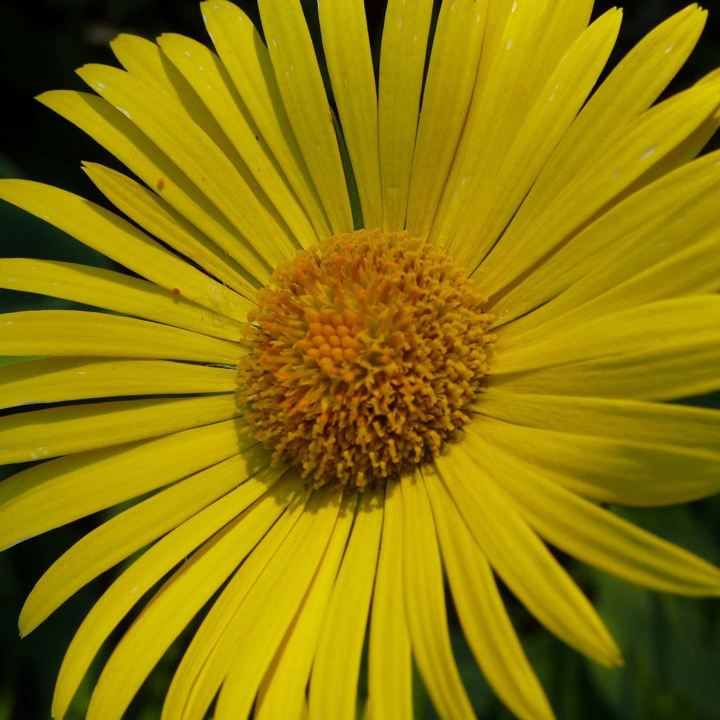 Doronicum plantagineum Excelsum