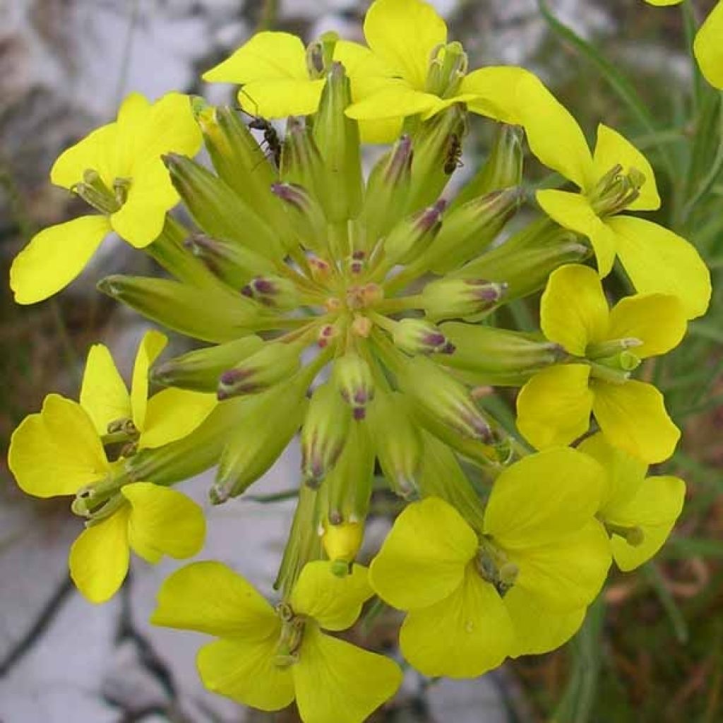 Draba aizoides