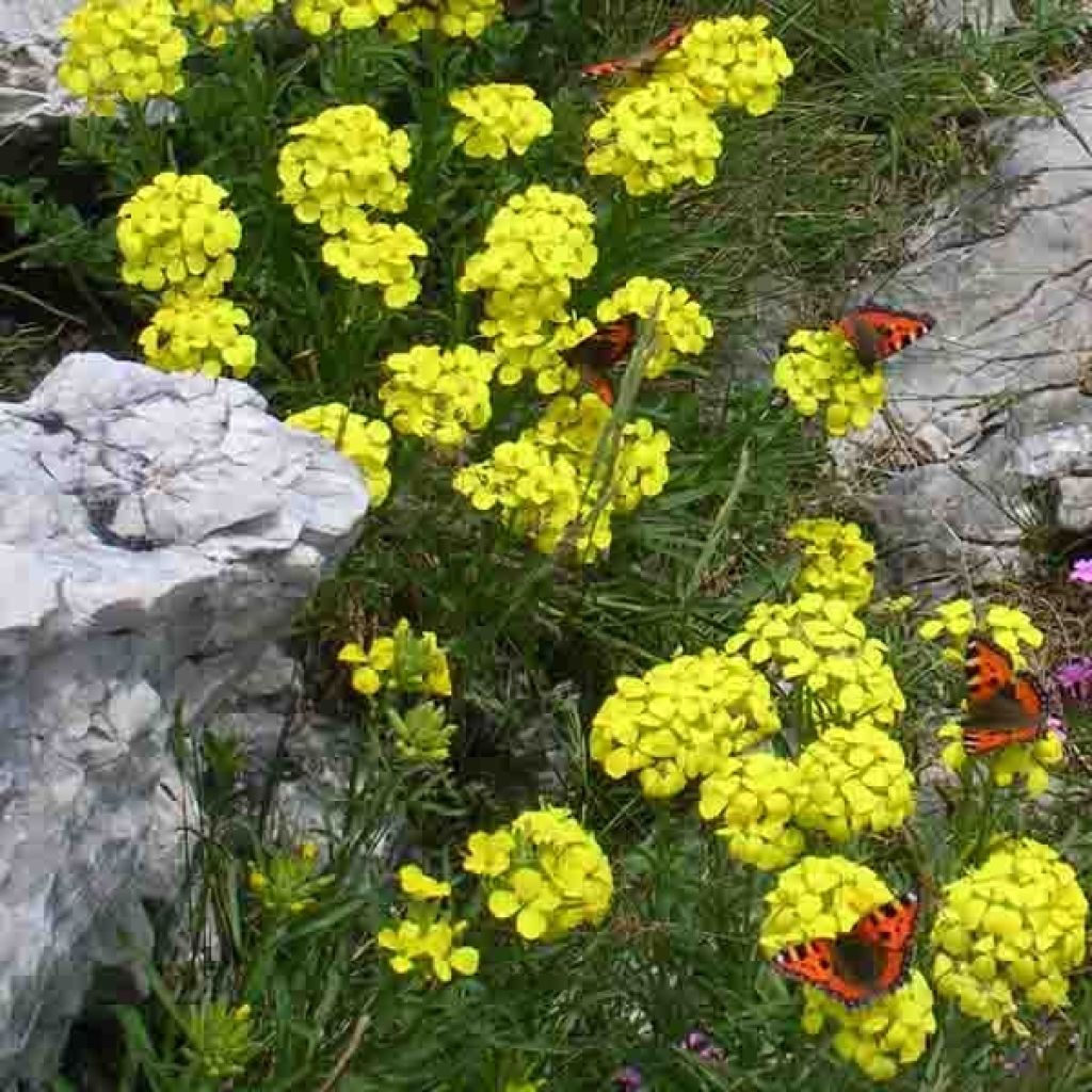 Draba aizoides