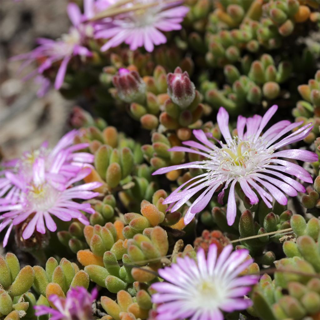Drosanthemum candens