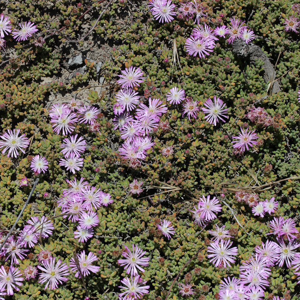 Drosanthemum candens