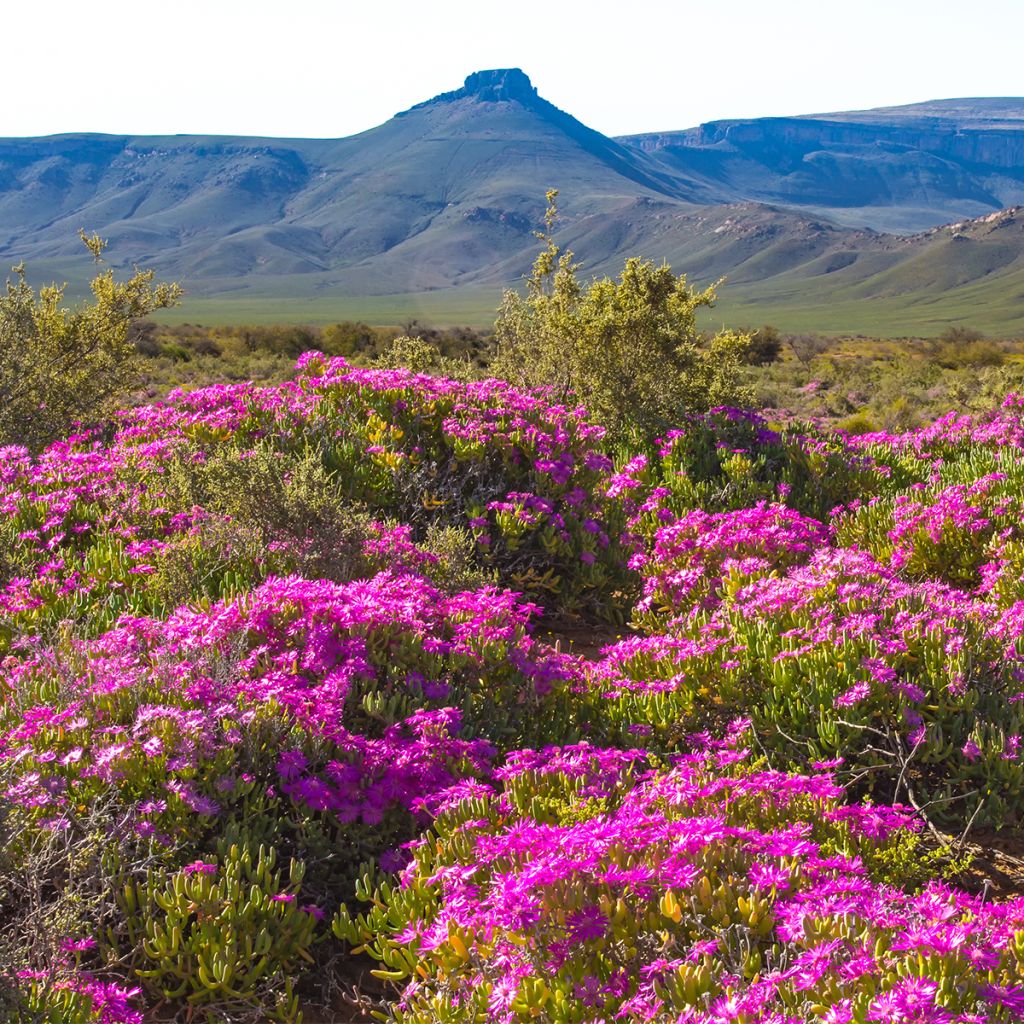 Drosanthemum hispidum