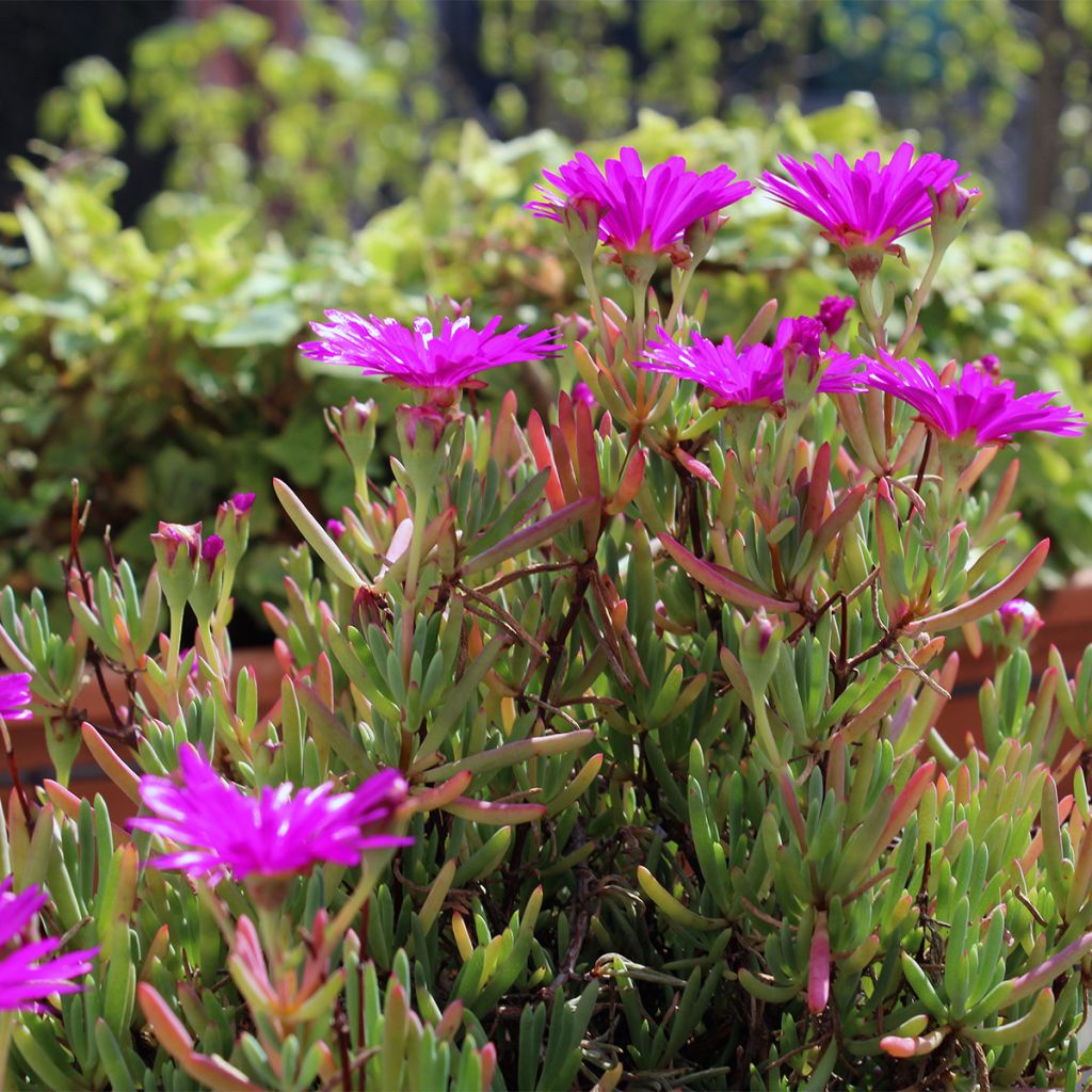 Drosanthemum hispidum
