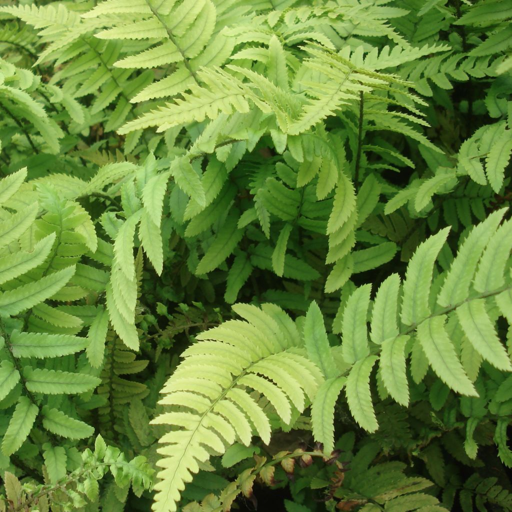 Dryopteris cycadina - Black Wood Fern