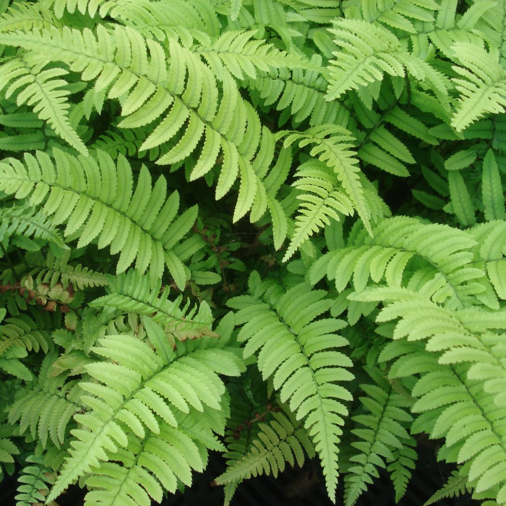 Dryopteris cycadina - Black Wood Fern