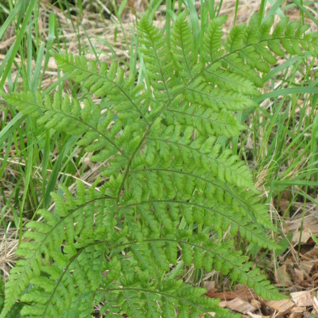 Dryopteris dilatata - Broad Buckler Fern