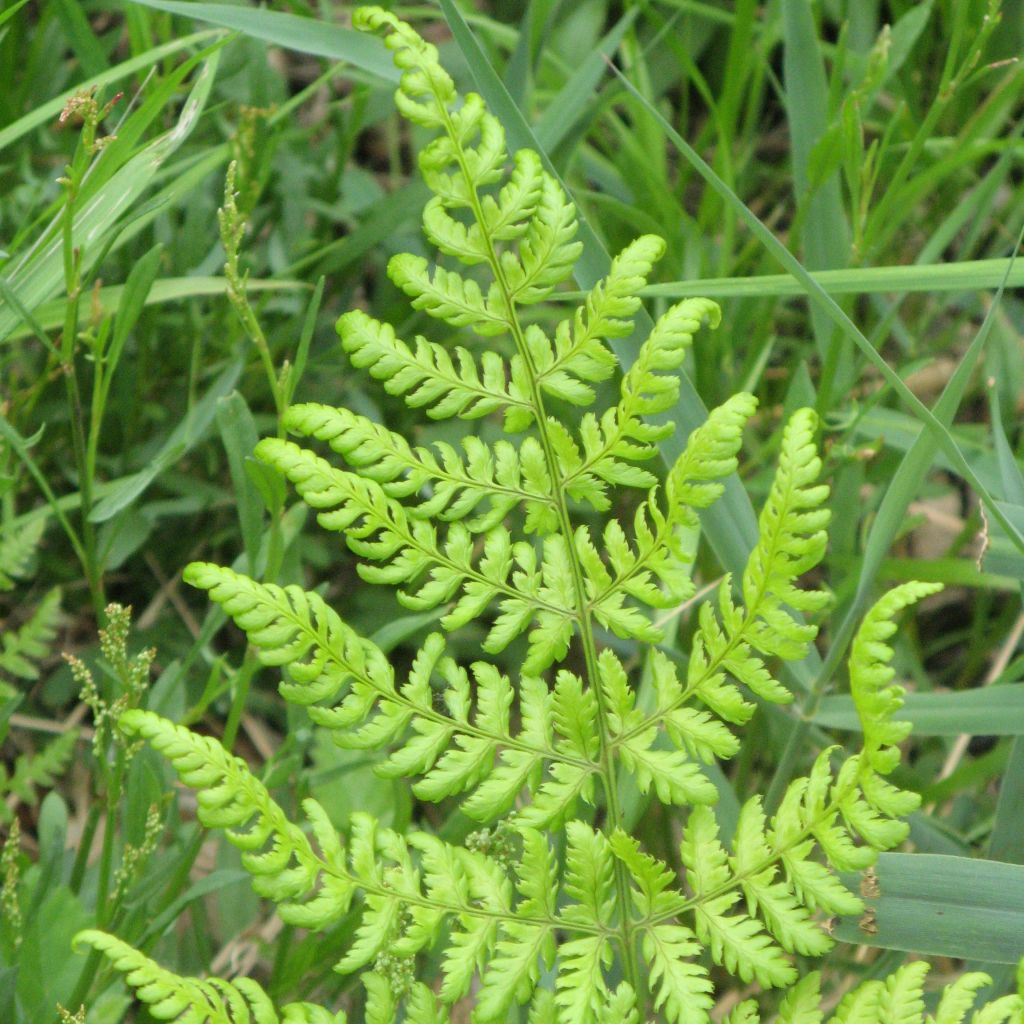 Dryopteris dilatata - Broad Buckler Fern