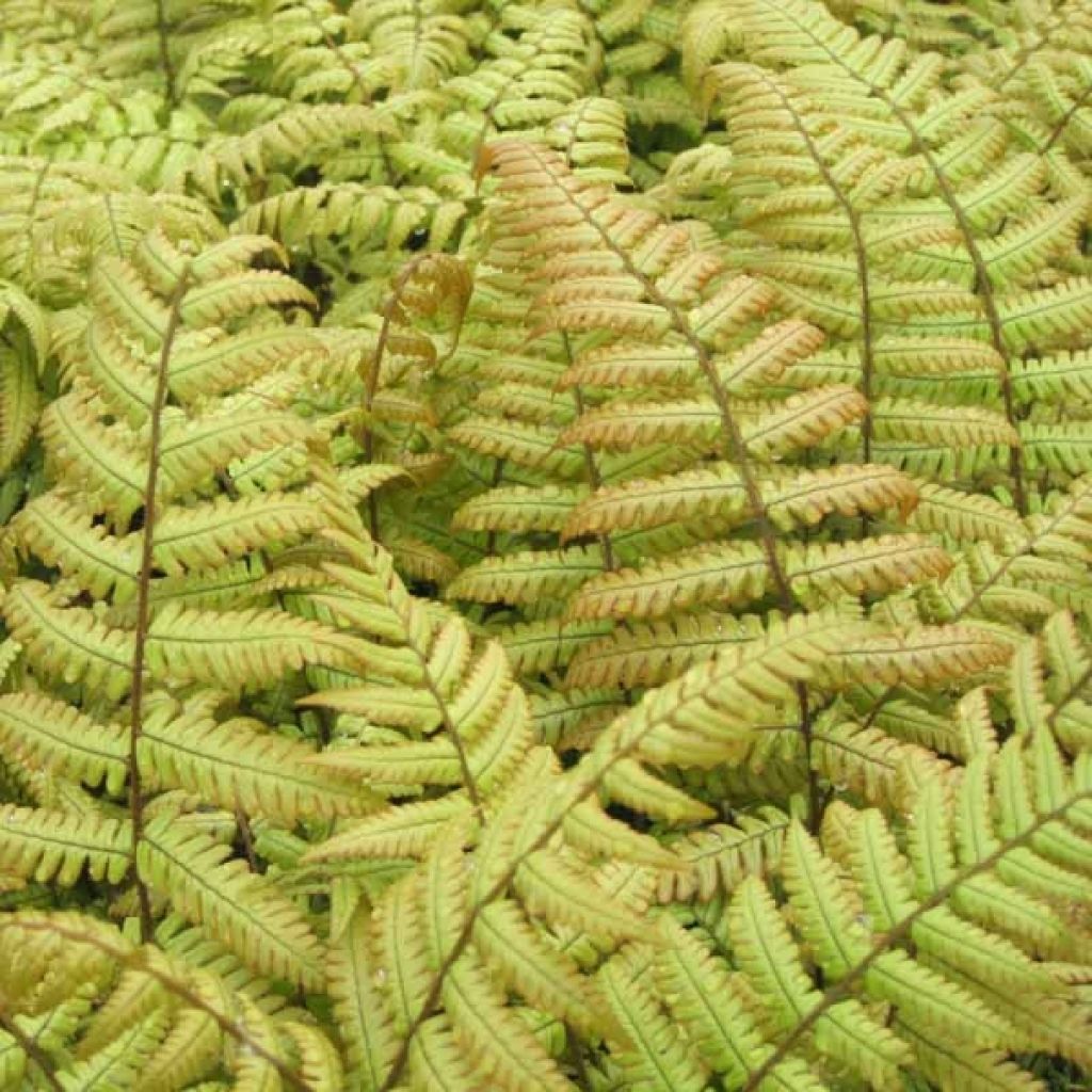 Dryopteris erythrosora - Copper Fern