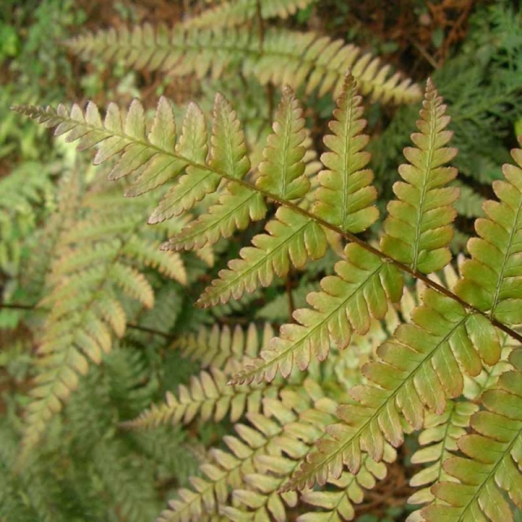 Dryopteris erythrosora - Copper Fern