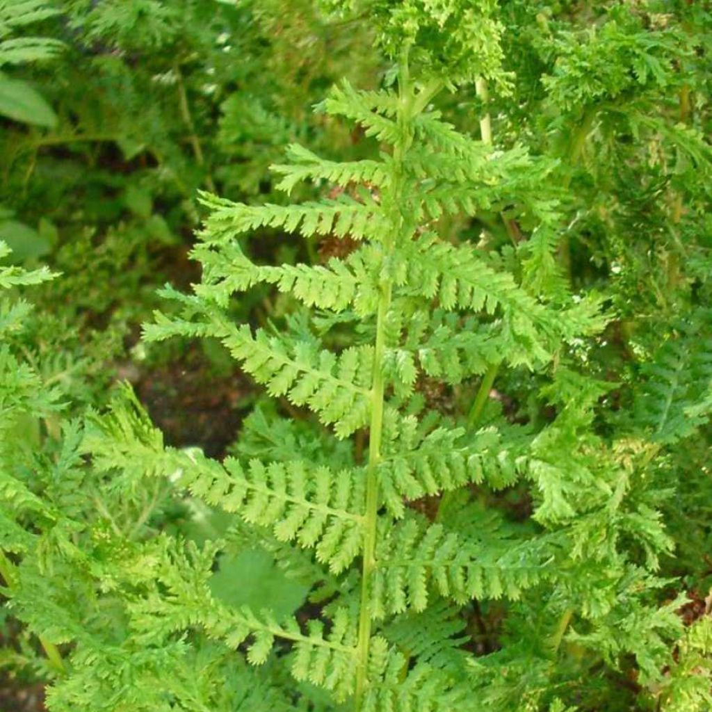 Dryopteris filix-mas Crispa Cristata - Male Fern