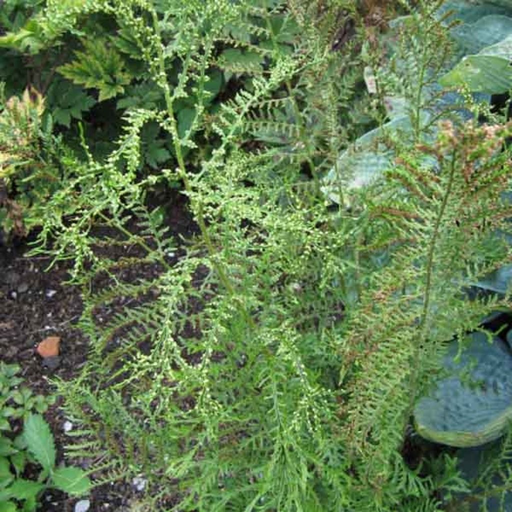 Dryopteris filix-mas Linearis Polydactyla - Male Fern