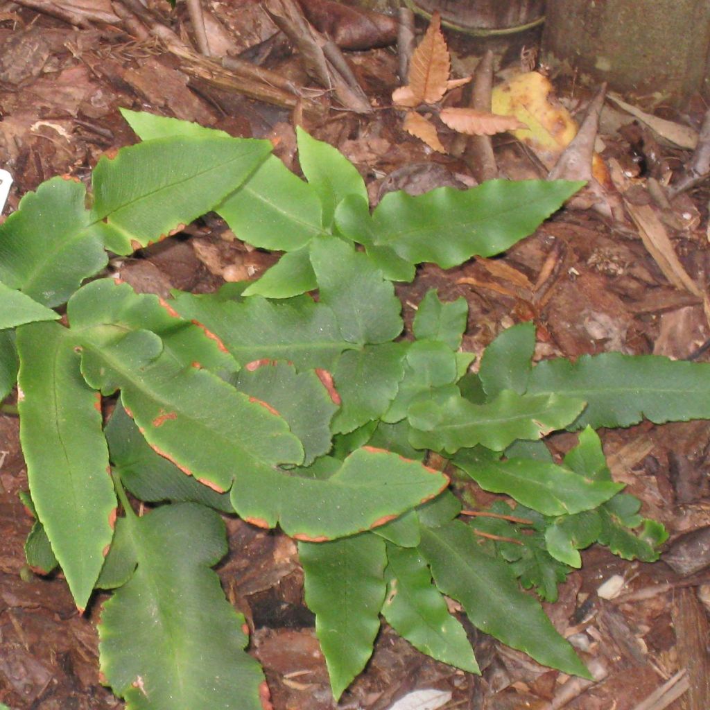 Dryopteris sieboldii - Japanese Fern